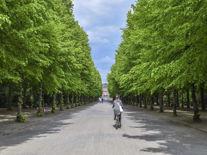 Neighbourhood Guide: Living in Linden Park